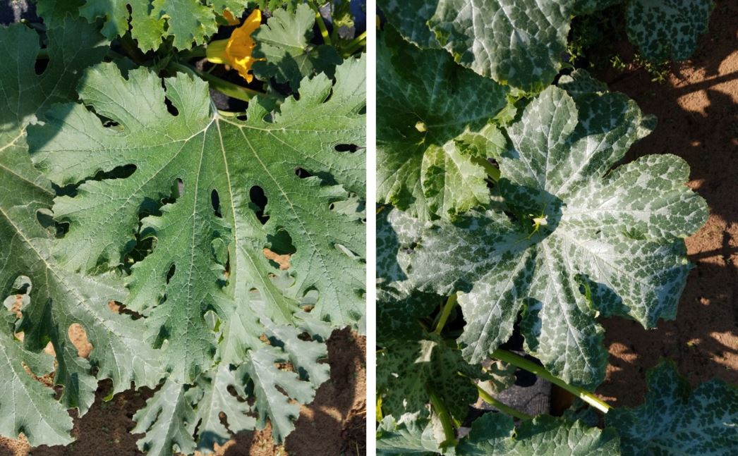 zucchini leaves